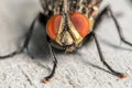 Common House Fly Portrait