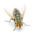 common house fly - tachinid sp - in extreme great macro detail. green body thorax and abdomen, big red eyes isolated on white Royalty Free Stock Photo