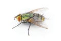 common house fly - tachinid sp - in extreme great macro detail. green body thorax and abdomen, big red eyes isolated on white Royalty Free Stock Photo