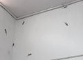 Gathering of gecko in a house on wall