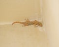 Common house gecko on a wall