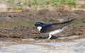 Common house martin Royalty Free Stock Photo