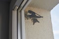 Common house martin bird behind window begins to build nest from mud pellets, cute little bird Royalty Free Stock Photo
