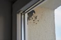 Common house martin bird behind window begins to build nest from mud pellets, cute little bird Royalty Free Stock Photo