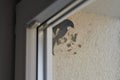 Common house martin bird behind window begins to build nest from mud pellets, cute little bird Royalty Free Stock Photo