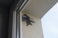 Common house martin bird behind window begins to build nest from mud pellets, cute little bird Royalty Free Stock Photo