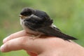 Common house martin bird (Delichon urbicum) Royalty Free Stock Photo