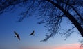 Common house martin birds in fly Royalty Free Stock Photo