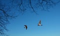 Common house martin birds panoramic view