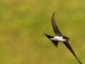 Common House-Martin - Delichon urbicum black and white flying bird eating and hunting insects, also called northern house martin,