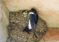 Common House Martin - Delichon urbicum, feeding juveniles. Royalty Free Stock Photo