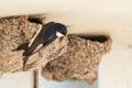 Common house martin Delichon urbicum is a small migratory bird with a white belly and dark wings. The bird sits at the entrance Royalty Free Stock Photo