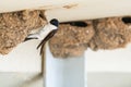 Common house martin Delichon urbicum is a small migratory bird with a white belly and dark wings. The bird sits at the entrance Royalty Free Stock Photo