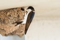 Common house martin Delichon urbicum is a small migratory bird with a white belly and dark wings. The bird sits at the entrance Royalty Free Stock Photo