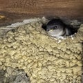 Common house martin sometimes called the northern house martin - nest with chicks in Choczewo, Pomerania, Pola Royalty Free Stock Photo