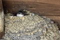 Common house martin / Delichon urbicum, sometimes called the northern house martin - nest with chicks Royalty Free Stock Photo