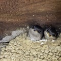 Common house martin / Delichon urbicum, sometimes called the northern house martin - nest with chicks Royalty Free Stock Photo