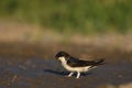 Common House Martin Delichon urbicum Royalty Free Stock Photo