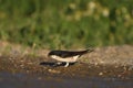 Common House Martin Delichon urbicum Royalty Free Stock Photo