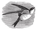 Common House Martin or Delichon urbicum vintage engraving