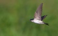 Common house martin swift flying on green background Royalty Free Stock Photo
