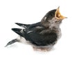 Common house martin Royalty Free Stock Photo