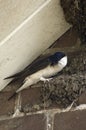 Common House Martin; Huiszwaluw; Delichon urbicum Royalty Free Stock Photo