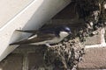 Common House Martin; Huiszwaluw; Delichon urbicum Royalty Free Stock Photo