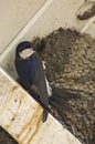 Common House Martin; Huiszwaluw; Delichon urbicum Royalty Free Stock Photo