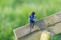 Common house Martin on pole Royalty Free Stock Photo