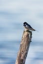 Common house Martin on pole Royalty Free Stock Photo