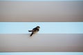 common house martin on the roof pergola Royalty Free Stock Photo