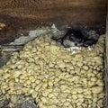 Common house martin sometimes called the northern house martin - nest with chicks in Choczewo, Pomerania, Pola Royalty Free Stock Photo