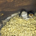 Common house martin sometimes called the northern house martin - nest with chicks in Choczewo, Pomerania, Pola Royalty Free Stock Photo