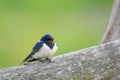 Common house Martin