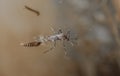 Common house mosquito, Aedes Egypti