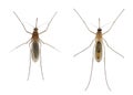 Common house mosquito - Culex pipiens Royalty Free Stock Photo