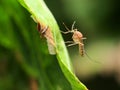 Common house mosquito (Culex pipiens) Royalty Free Stock Photo