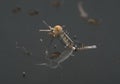 Common house mosquito (Culex pipiens) Royalty Free Stock Photo