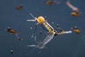 Common house mosquito (Culex pipiens) Royalty Free Stock Photo