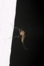 Common house mosquito (Culex pipiens) Royalty Free Stock Photo