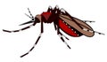 common house mosquito