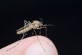 Common house mosquito (Culex pipiens) Royalty Free Stock Photo