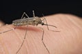 Common house mosquito (Culex pipiens)