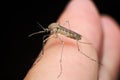 Common house mosquito (Culex pipiens)