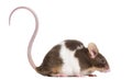 Common house mouse, Mus musculus, isolated on whi Royalty Free Stock Photo