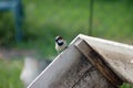 Common house sparrow looking for food Royalty Free Stock Photo