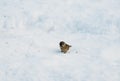 Common house sparrow sitting alone on the snow on a freezing winters day Royalty Free Stock Photo