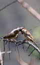 Common house sparrows