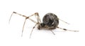 Common house spider - Achaearanea tepidariorum